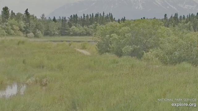Мама повела медвежат дальше знакомить с  местом для рыбалки