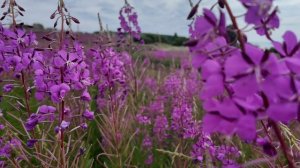 Шёлковый путь 2025