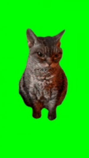 сигма кот🐈