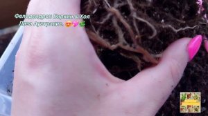 Фелодендрон Биркин & Хоя Лиза  Аустралис.😍💖🌿