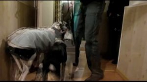 Один из способов отучить собаку тянуть поводок