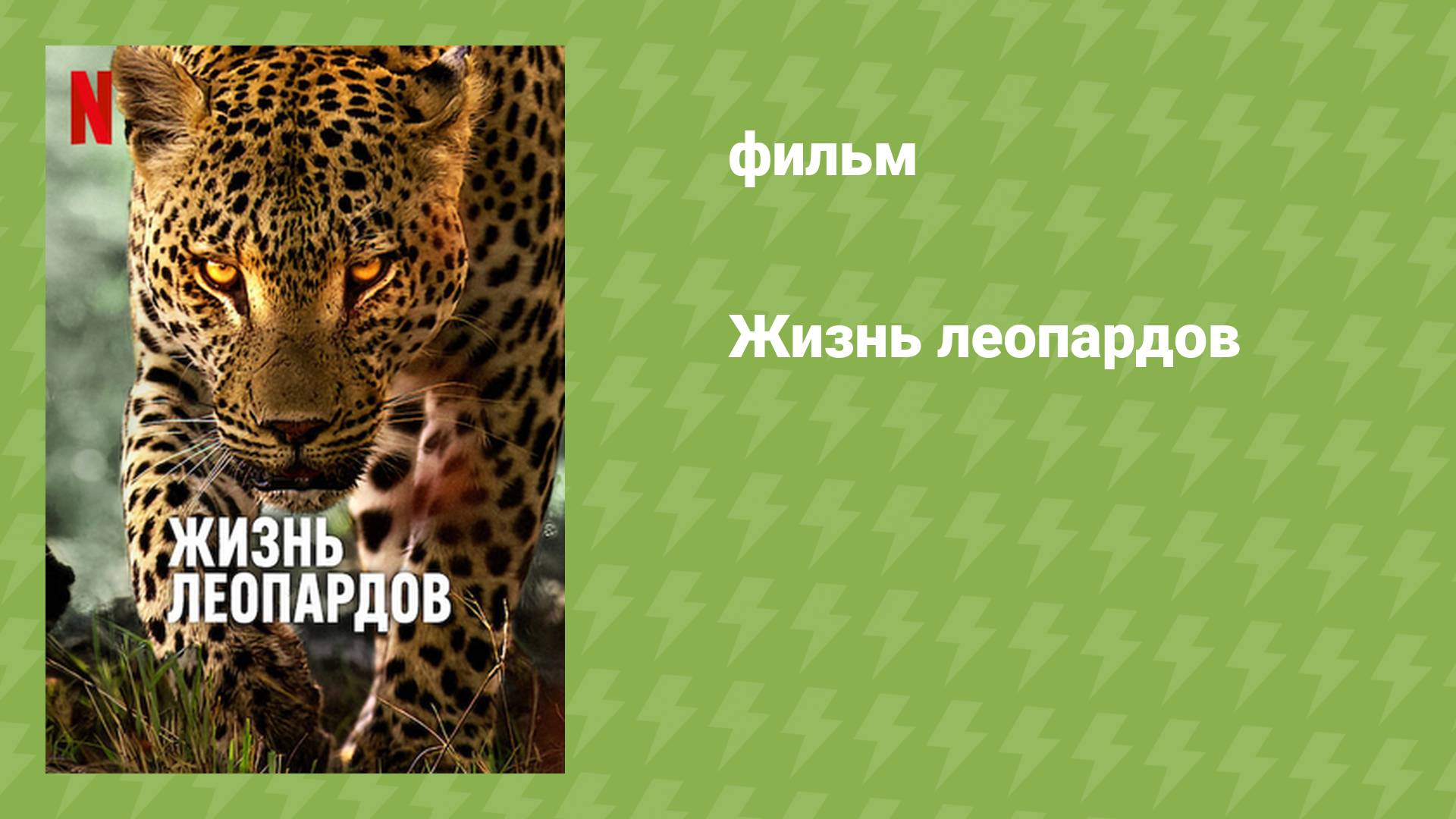 Жизнь леопардов (документальный фильм, 2024) смотреть онлайн
