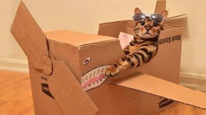13ПРИКОЛЫ С ЖИВОТНЫМИ ДО СЛЕЗ 2025 Смешные КОТЫ И СОБАКИ Приколы