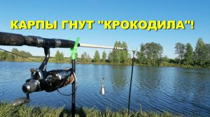 Вот это РЫБАЛКА! КАРПЫ идут в кусты, КРОКОДИЛ гнётся! #сезонконтентаRUTUBE