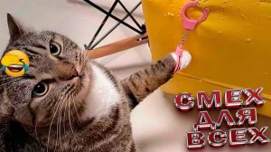 Подборка смешных котов, постарайтесь не засмеяться! 😂 Смешные видео с котами, снятые на камеру!