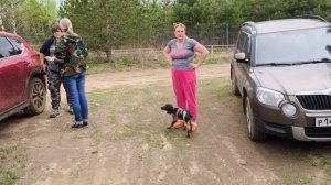 Собаки, цветочки и УЗИ осоеда