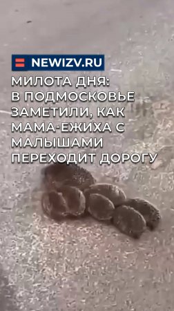 Милота дня: в Подмосковье заметили, как мама-ежиха с малышами переходит дорогу