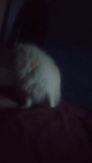 Песик хочет кушать