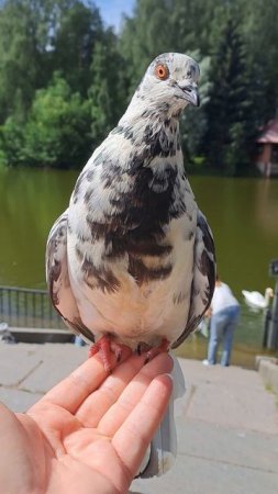 Кормлю голубя на Крестовском в Санкт-Петербурге