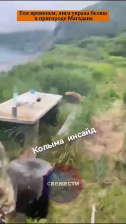 Тем временем, лиса украла беляш в пригороде Магадана