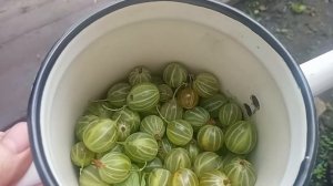 жизнь в деревне/ после дождя