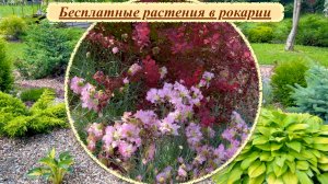 Бесплатный посадочный материал. Как сэкономить на посадочном материале для своего сада.