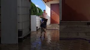 #купаю мою собаку