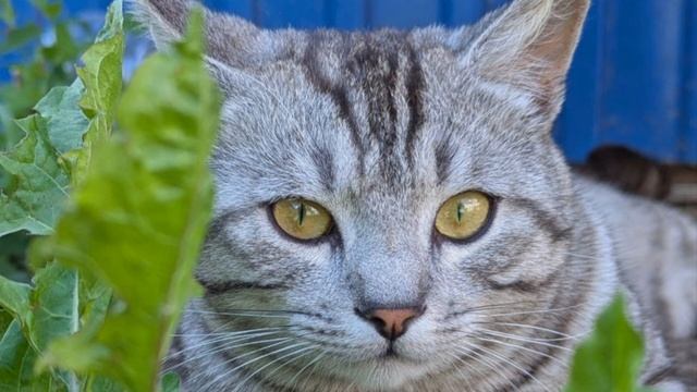 Даниил Хармс "Удивительная кошка",  #читаем_детям, #даниилхармс, #стихидетям, #сказка