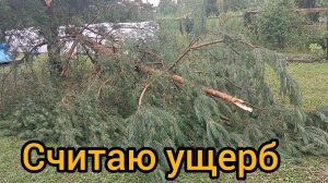 Итоги непогоды. Осматриваю сад, считаю убытки