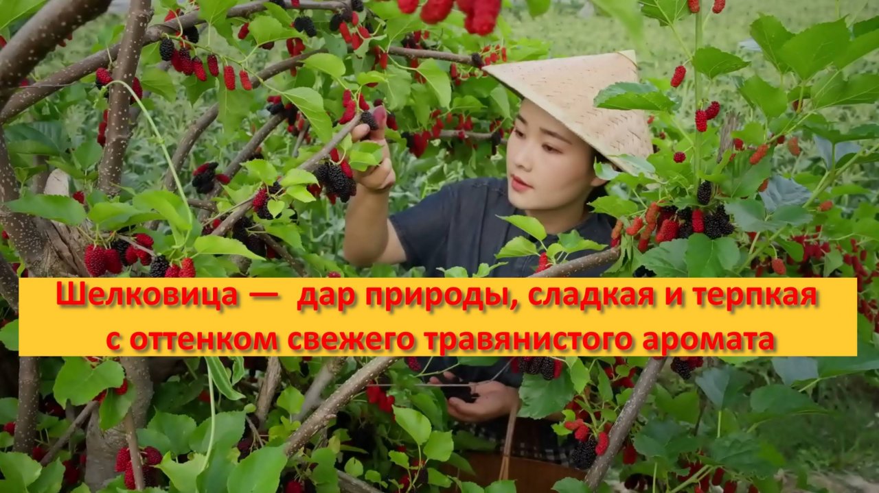 Шелковица —  дар природы, сладкая и терпкая с оттенком свежего травянистого аромата