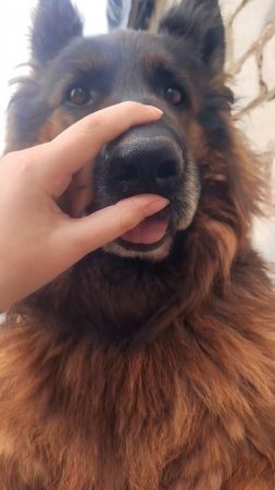 #germanshepherd#dog#Vesta