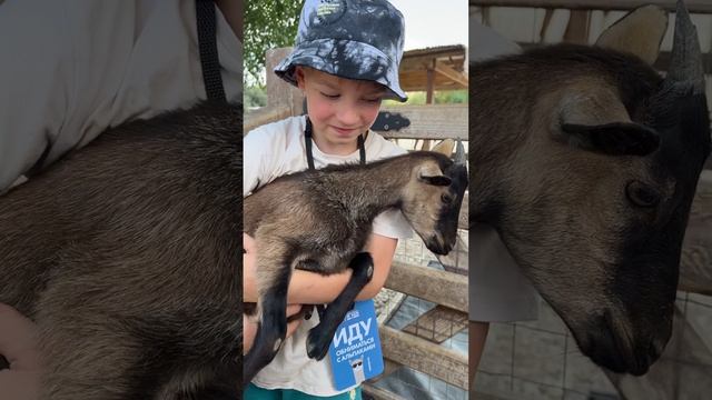 В гостях у альпак, козочек и кроликов