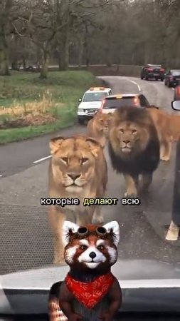 Лев🤣