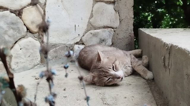 Животные
