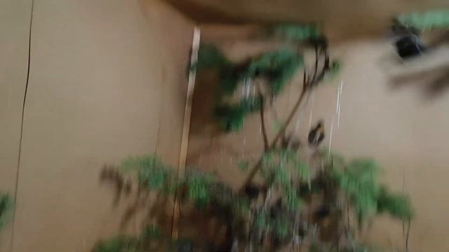 Слишком много канюков