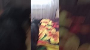 сегодня будем обсуждать о животных нашей семьи ну вообще обеих так короче двух семей животных