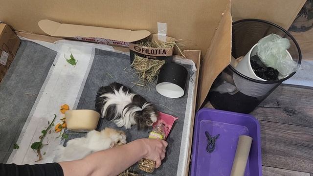 Новый сенник для морских свинок из коробки от итальянской пасты