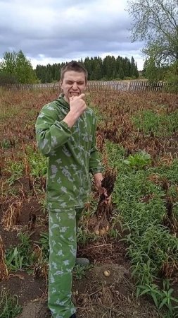 Мало кто знает, но картофель - это ягода