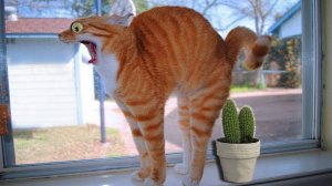 26Приколы с котами! Смешные коты - Самые смешные животные С ОЗВУЧКОЙ! Ржака!!