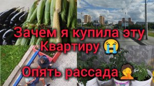 Зачем я купила эту квартиру? Опять рассада