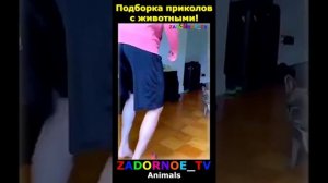 Животные приколы и не только