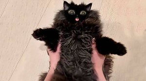 СМЕШНЫЕ КОТЫ 2025 ЛУЧШИЕ ПРИКОЛЫ С КОТАМИ, КОШКИ, КОТИКИ, СОБАЧКИ, СМЕШНОЕ ВИДЕО