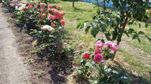 Переехали на Юг/12 июня-День России/Сергей уехал на вахту.