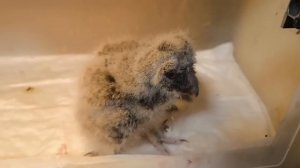 Я приехал вызвать умиление и съесть всех мышей