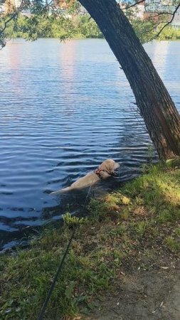 Хэппи в пруду во время жары 10.07.25