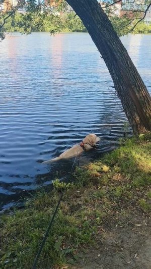 Хэппи в пруду во время жары 10.07.25