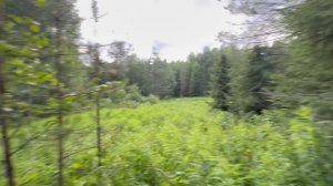 Красота глубокой тайги