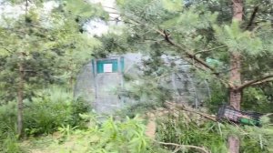 Вертишейка облизывает ласточек, дрозд грабит певчих птиц