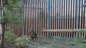 Максим, вольер и техника безопасности