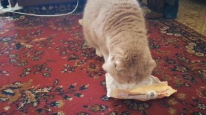 Томас любит мороженное