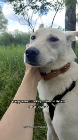 Снежинка.Нетающий Снежок