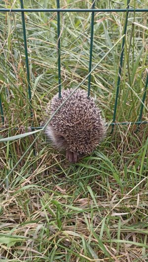 🦔#ДежурнаяСмена 29 июня 2025 г. Помощь животным