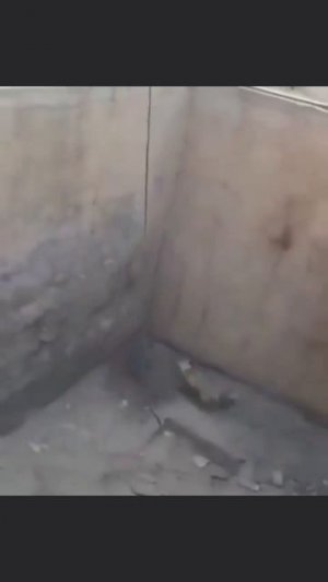 умная лисичка