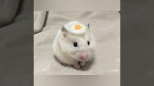 милые хомячки