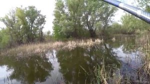 Рыбалка в ручье на поплавок. Ловля крупного карася на маховую удочку.