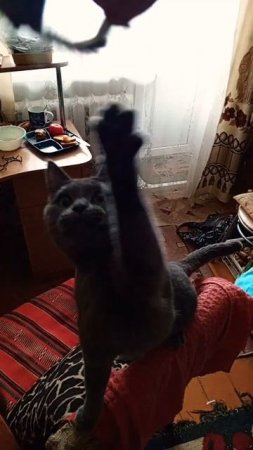 Мышка