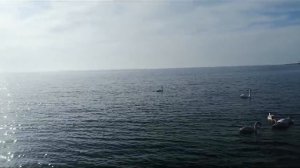 Лебеди. Море. Крым.