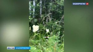 «Я просто в восторге»: эмоциональную встречу с медведем сняли на видео в Башкортостане