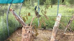 Синицы учатся добывать себе людей в дикой природе
