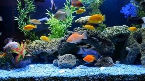 Рыбки плавают в аквариуме